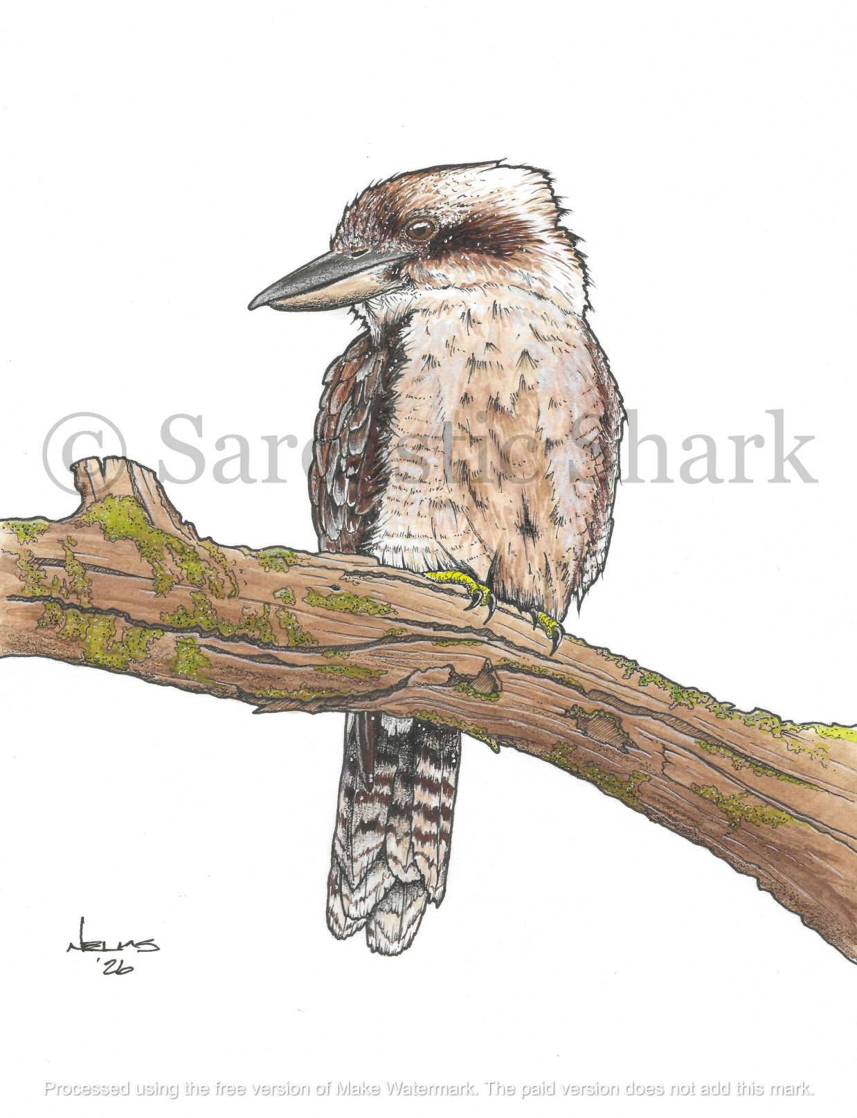 Laughing Kookaburra Illustration Full Color High Quality Print