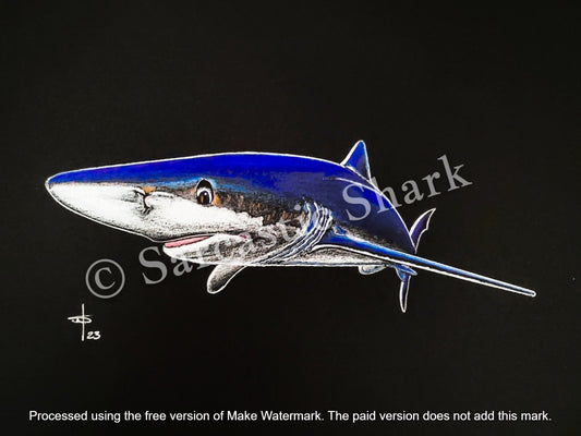 Full color Prismacolor pencil illustration of a Blue Shark on Black Canson paper