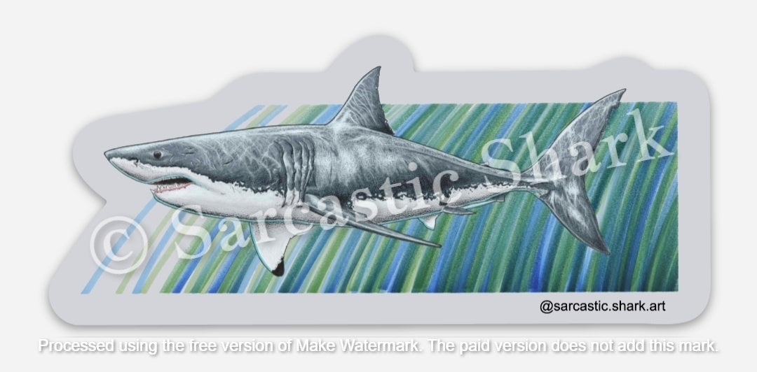 Illustrated color sticker of a Great White Shark (Carcharodon carcharias) swimming with a blue and green graphic background