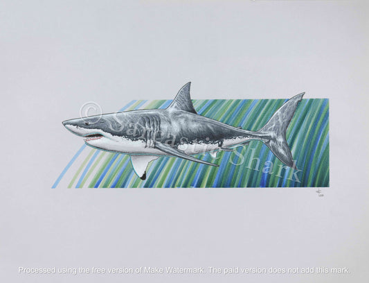 Illustration of Great White Shark swimming in full color with blue and green graphic background