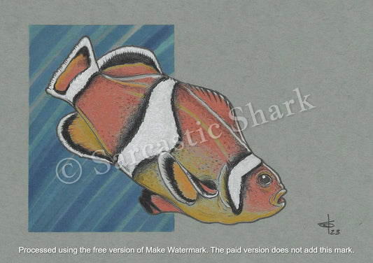 Full color Prismacolor pencil illustration of a Clownfish with blue graphic background on blue toned Strathmore paper