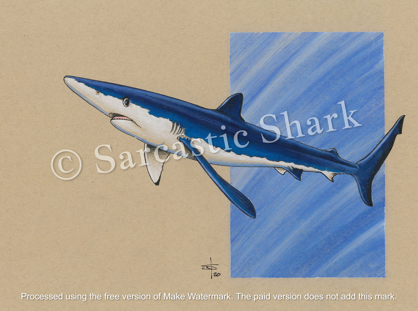 Prismacolor and pastel illustration of Blue Shark swimming with blue ocean column background on tan paper