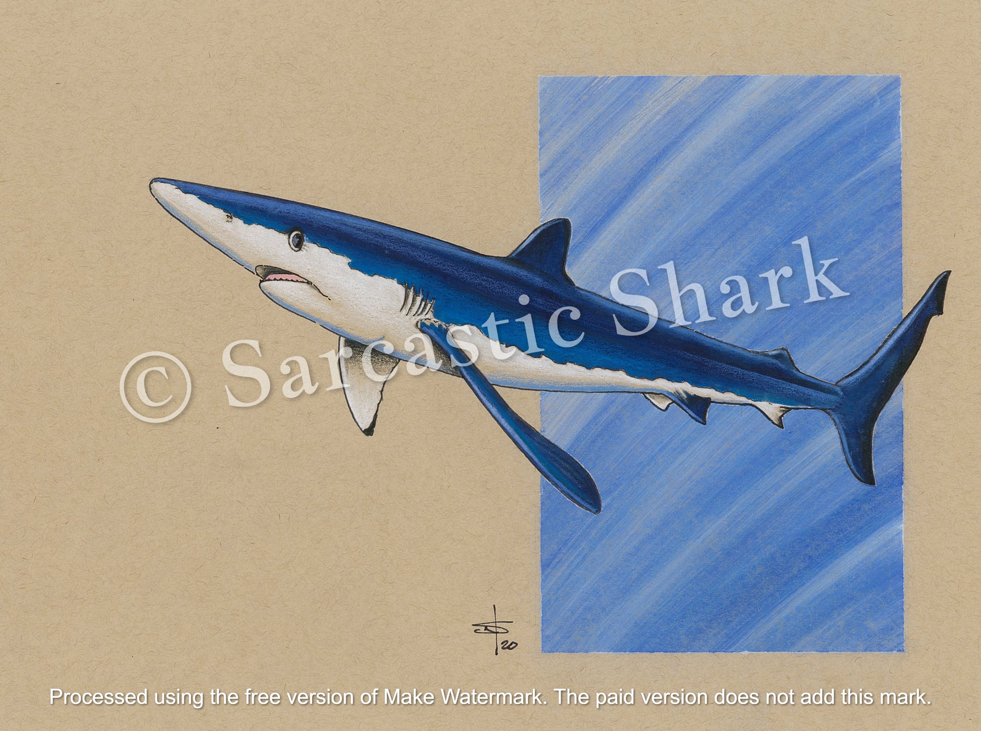 Prismacolor and pastel illustration of Blue Shark swimming with blue ocean column background on tan paper