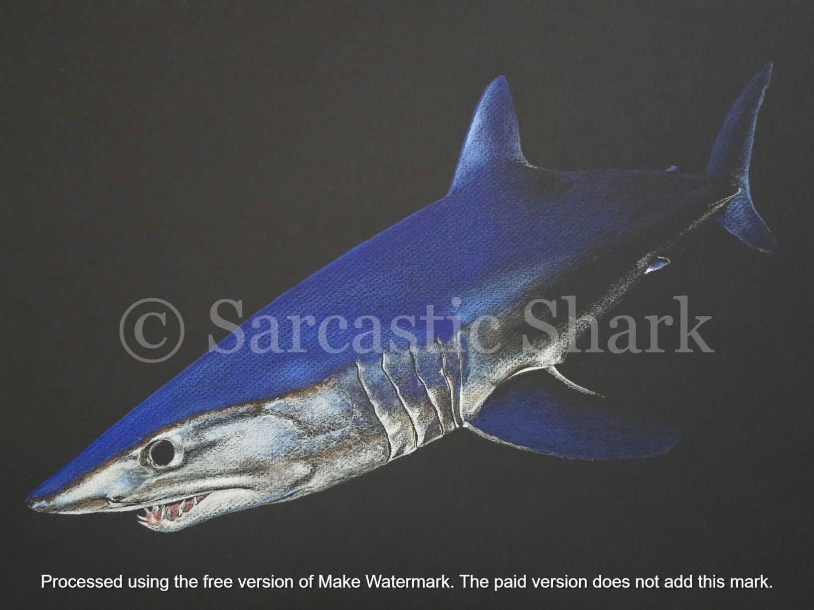 Illustration entitled "Ex Tenebris" is a Shortfin Mako shark coming out of the darkness.