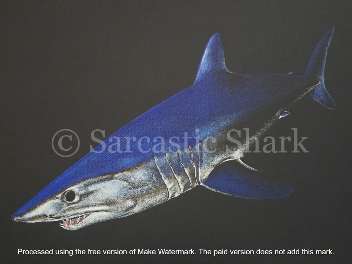 Prismacolor pencil illustration of a Shortfin Mako shark (Isurus oxyrinchus) coming out of the darkness on black Canson charcoal paper.