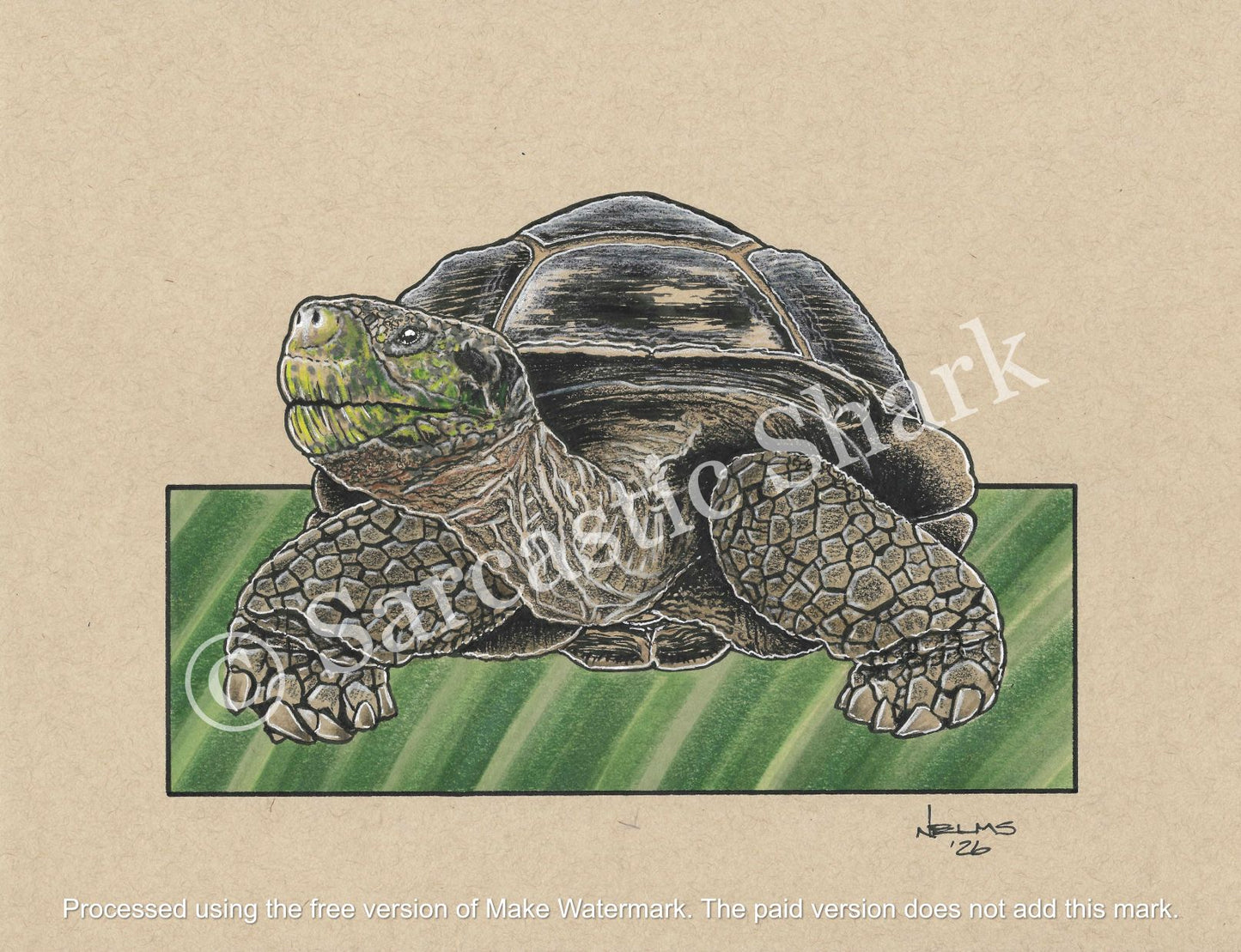 Illustration of a Giant Galapagos Tortoise with green background on tan paper