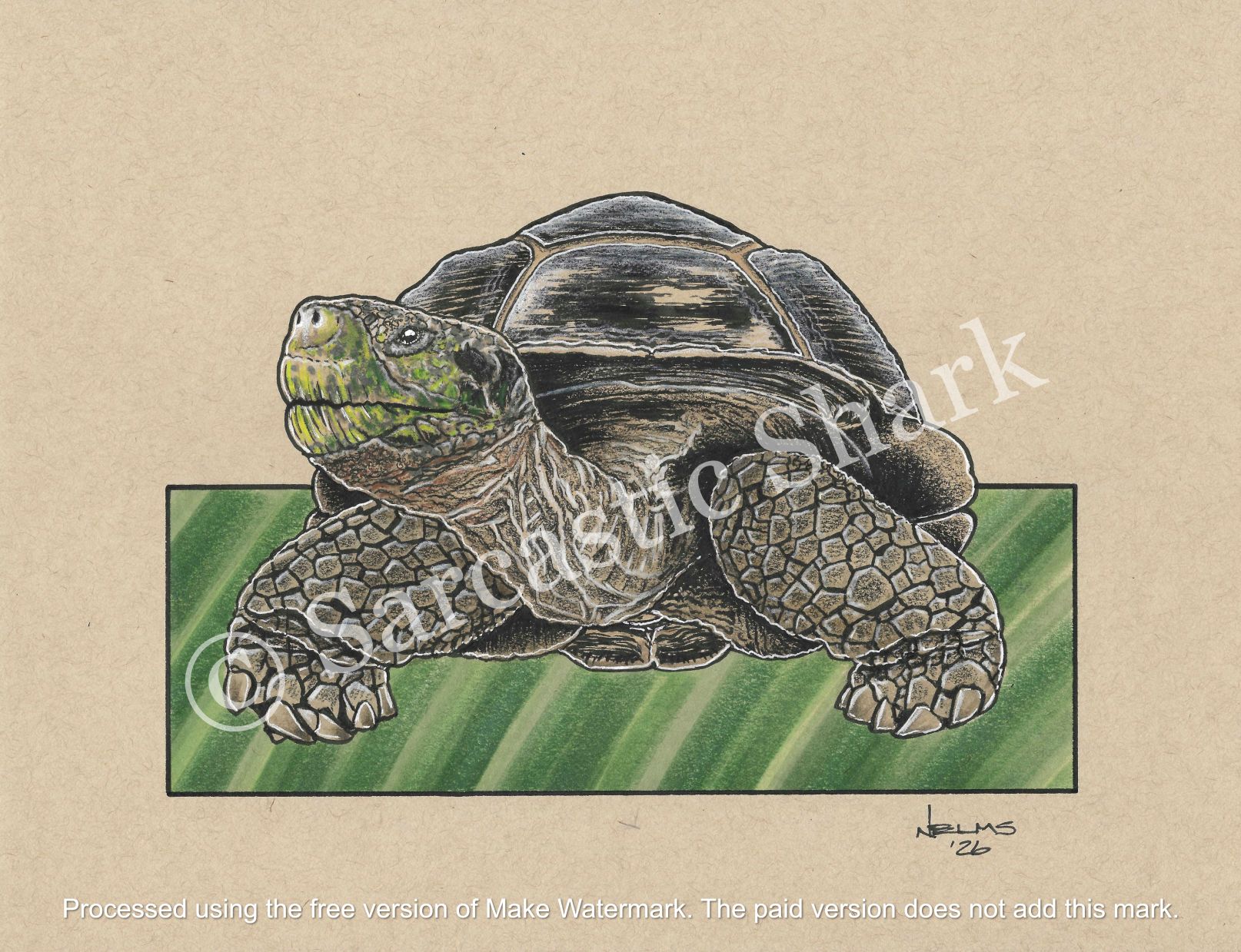 Illustration of a Giant Galapagos Tortoise with green background on tan paper