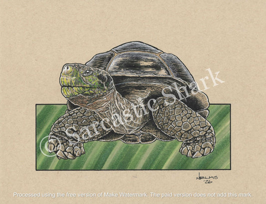 Illustration of a Giant Galapagos Tortoise with green background on tan paper