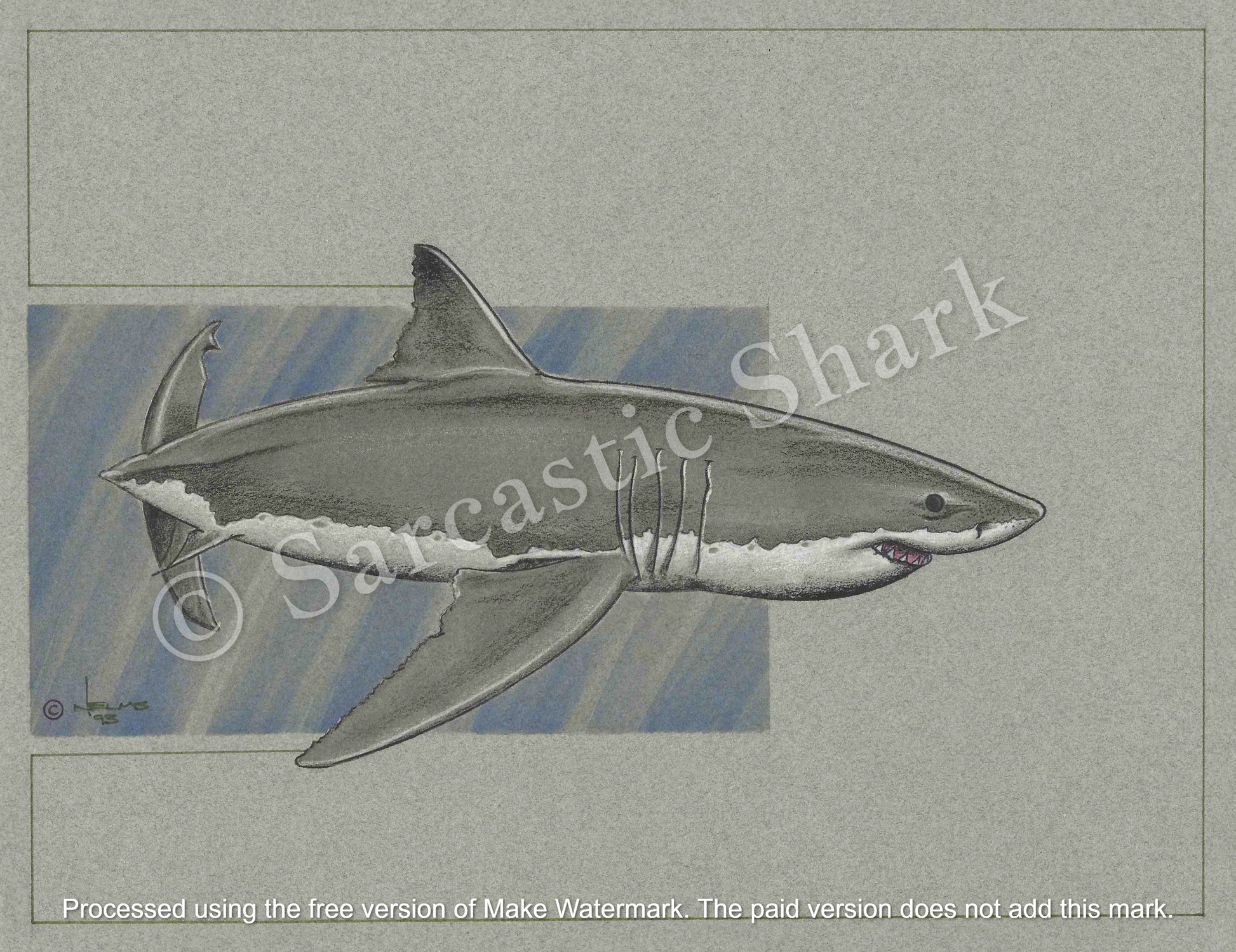 Full color Prismacolor pencil and marker illustration of a Great White Shark (Carcharodon carcharias) swimming in front of blue graphic background on gray paper