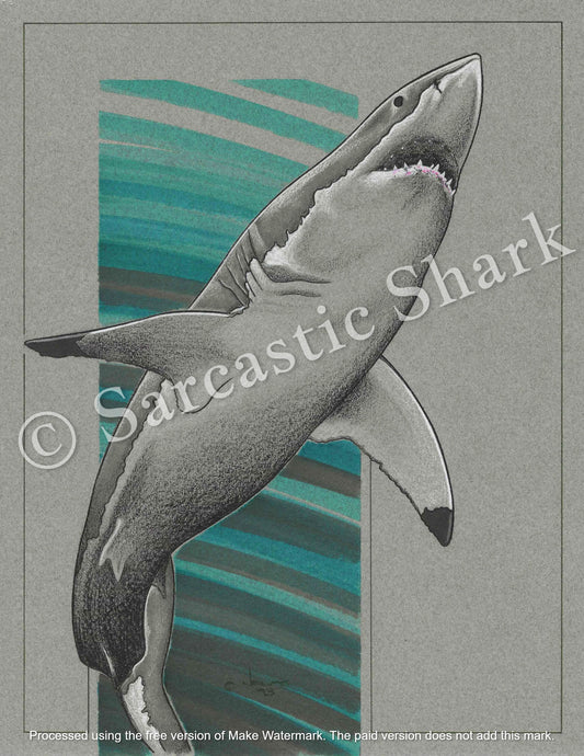 Full color Prismacolor pencil and marker illustration of a Great White Shark (Carcharodon carcharias) swimming upwards in front of green graphic background on gray paper