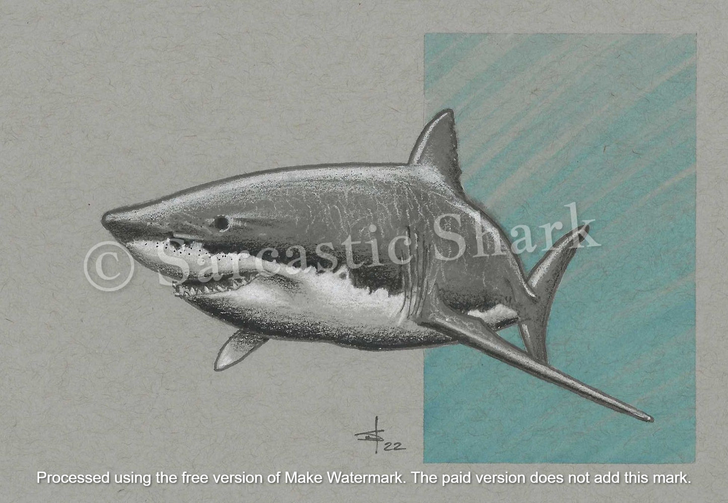 Prismacolor pencil and marker illustration of a Great White Shark (Carcharodon carcharias) swimming in front of light blue graphic background on gray paper