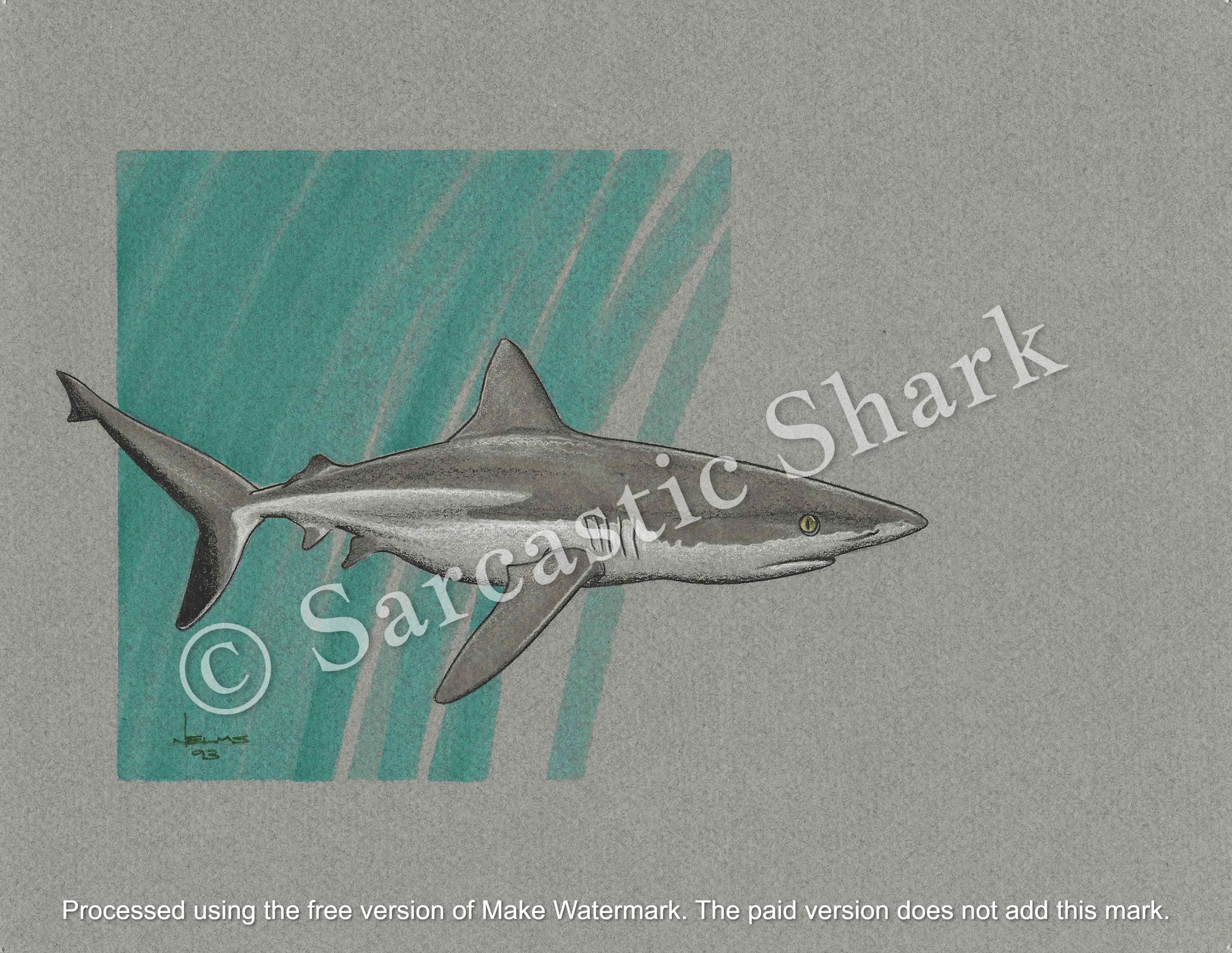 Prismacolor pencil and marker illustration of a Grey Reef Shark swimming in front of light green graphic background on gray paper