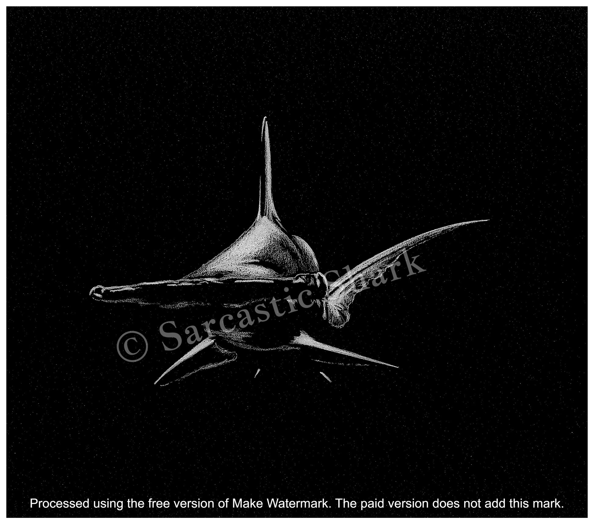 Monochrome illustration of Hammerhead Shark  swimming on black paper