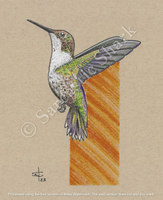 Prismacolor pencil and marker illustration of a Hummingbird flying in front of a graphic orange background on tan paper