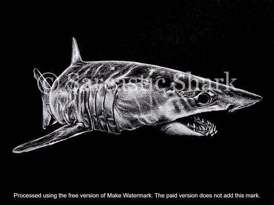 White Prismacolor pencil illustration of a Shortfin Mako shark (Isurus oxyrinchus) on black Canson XL paper.