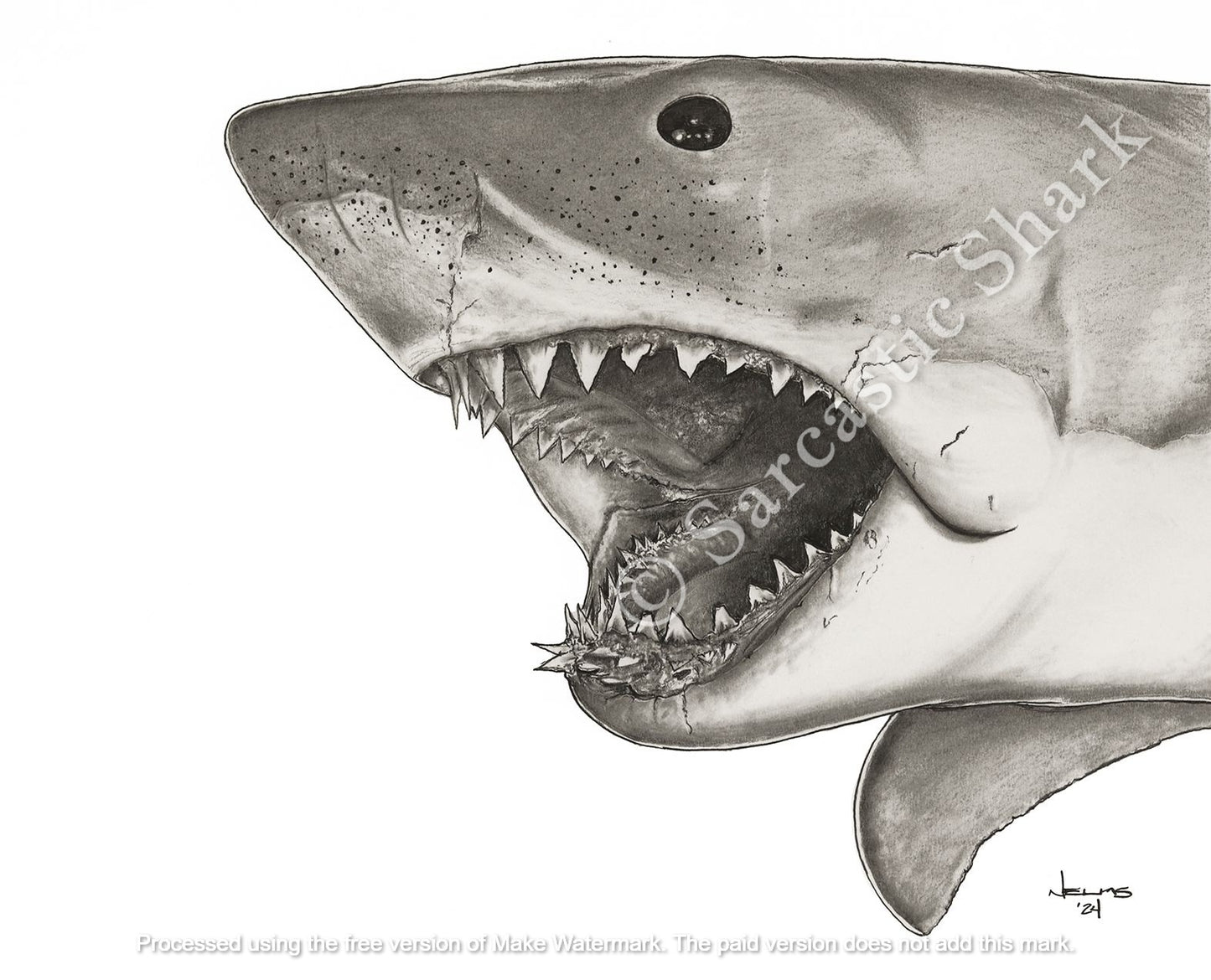 Pencil illustration of Bruce, the famous mechanical shark used in the filming of the 1975 classic movie "Jaws." 11" x 14" image size with 16" x 20" mat.