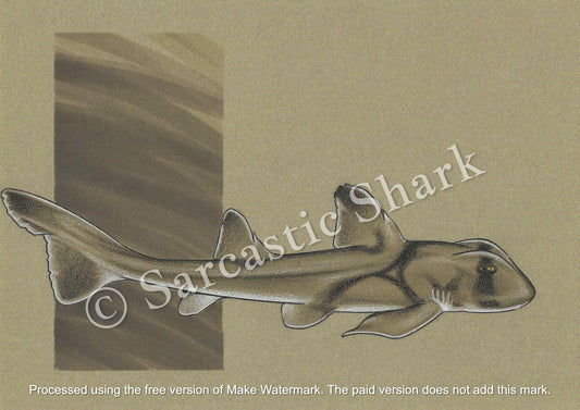 Prismacolor pencil and marker illustration of a Port Jackson Shark swimming in front of a brown graphic background on tan Canson paper