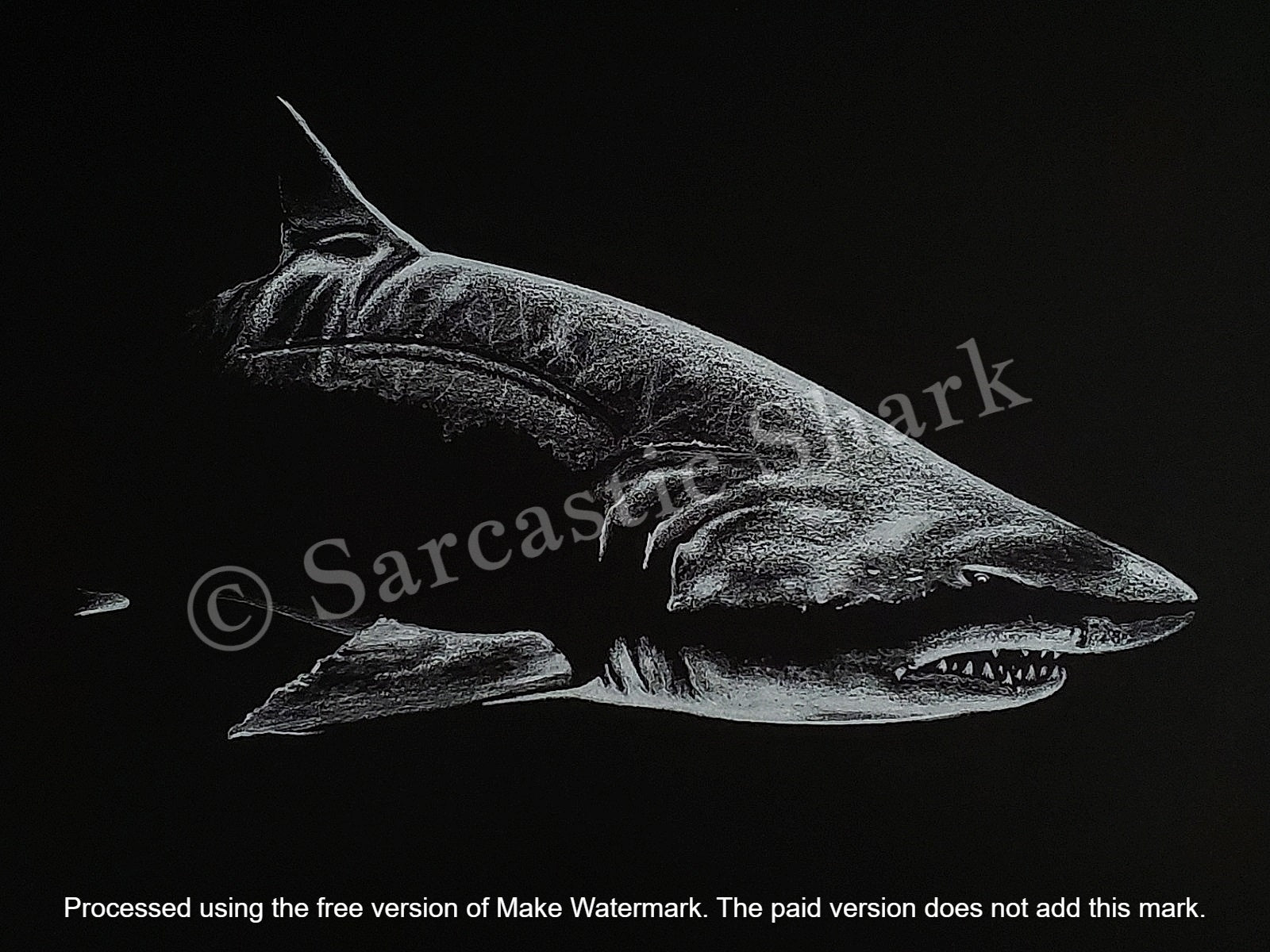 White Prismacolor pencil illustration of Ragged Tooth Shark (a.k.a. Sand Tiger Shark) on black Canson paper