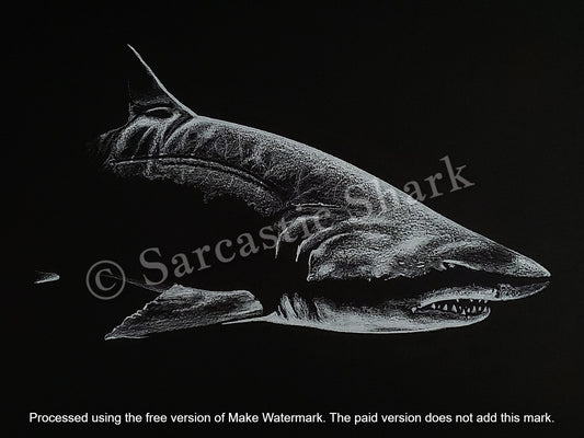 White Prismacolor pencil illustration of Ragged Tooth Shark (a.k.a. Sand Tiger Shark) on black Canson paper