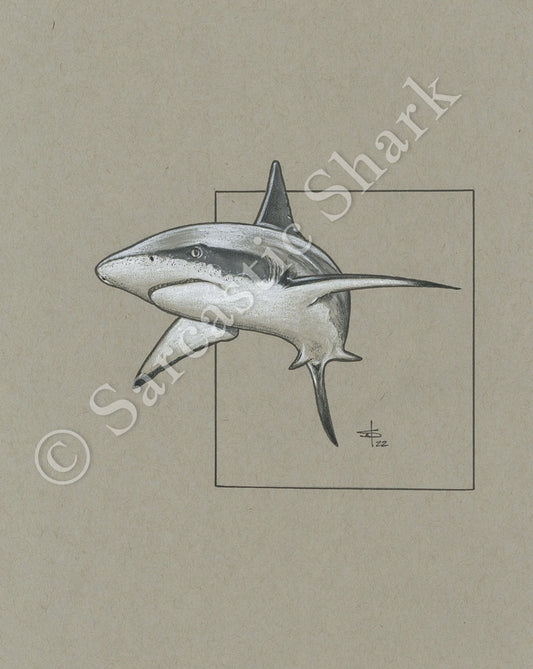 Prismacolor pencil and marker illustration of a Reef Shark swimming in front of a rectangular background on tan paper